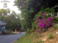 DonCharisma.org Road Side Flowers - Big Buddha Hill