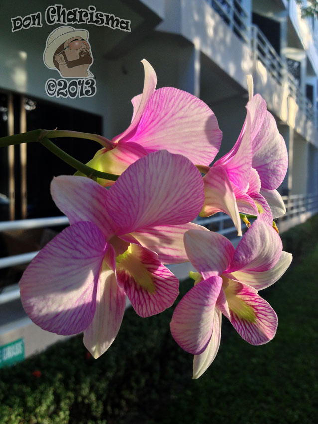 Morning Orchids