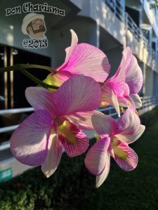 DonCharisma.org Morning Orchids