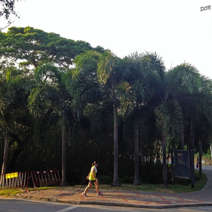 DonCharisma.org Road Palm Trees - Big Buddha Hill