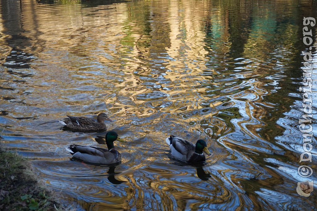 Mallard Ducks On The Canal #1107