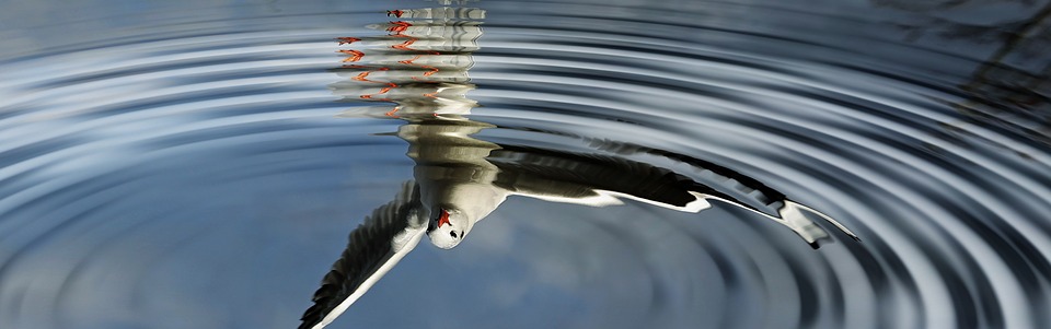 birds,water,mirroring,wave,mirror image,flying,seagull,sky,plumage,freedom,water bird,blue,gull,air,clouds,feather,wing,bird, doncharisma