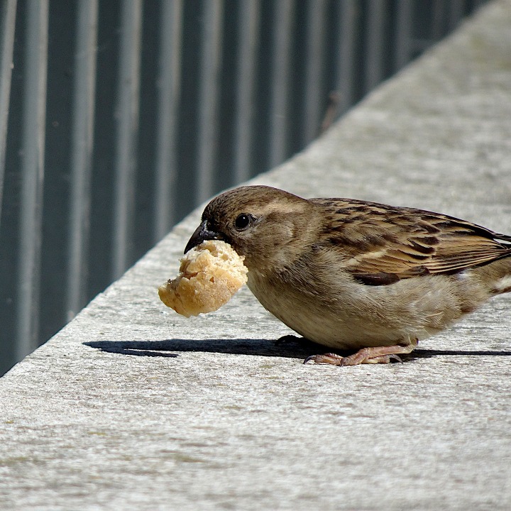 sparrow,birds,animals,plumage,beak,cute,eat,catch,bread, DONCHARISMA
